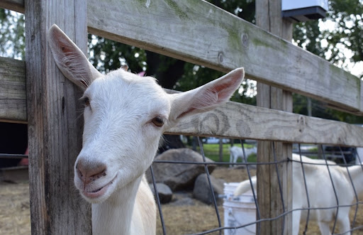 A goat awaits to be greeted by guests at Goodale Goat Farm in Riverhead. This photo was taken on Oct. 21, 2021.