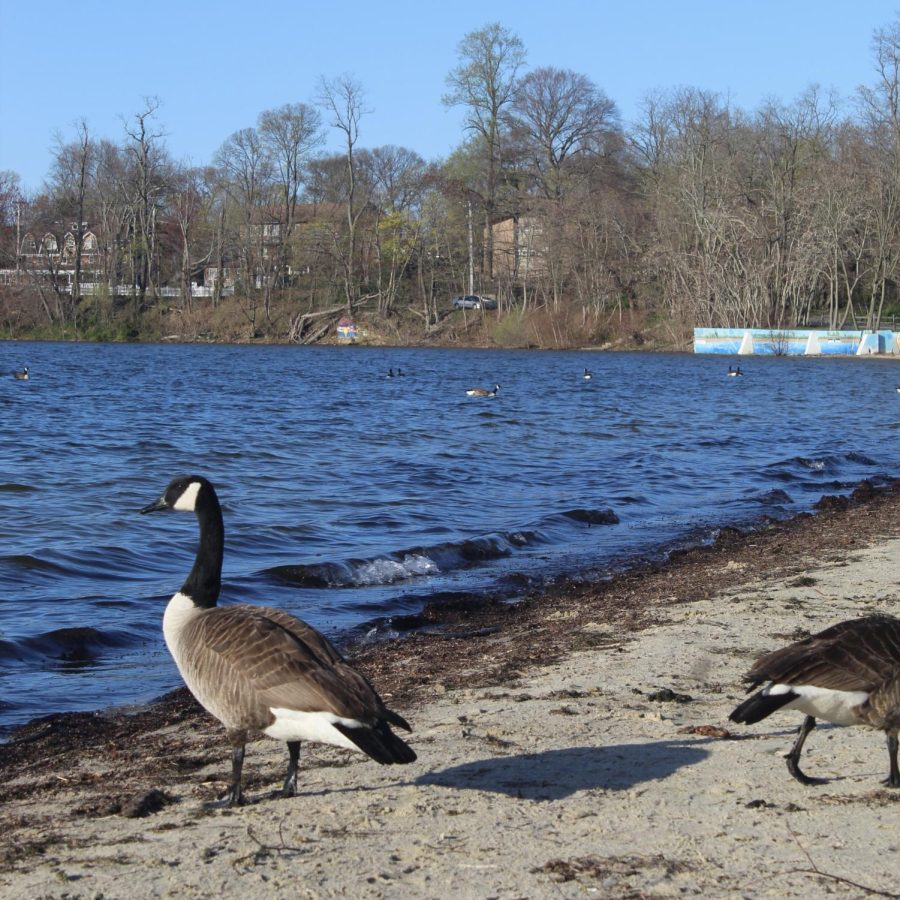 Geese+strolling+the+beaches+of+Lake+Ronkonkoma