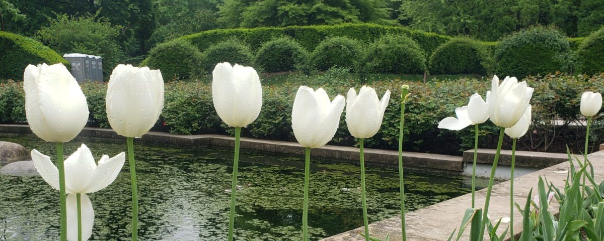 Tulips at the Brooklyn Botanical Garden, Brooklyn NY, Tuesday, May 6, 2025. 