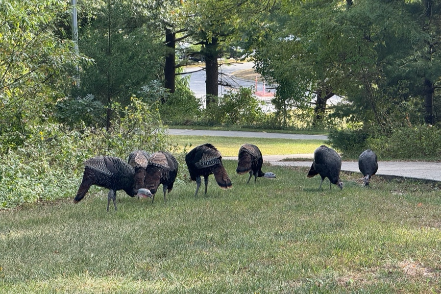 Some Suffolk students wee t he wild turkeys around campus as unexpected, yet oddly charming part of campus life and a way for them to appreciate the wildlife that walks among them. 
